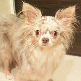 �����@�o���������i�҂炷�j�i�����O�R�[�g�`���� �j1